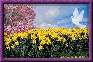 daffodils